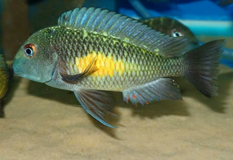Tropheus moorii 'Kalambo Lodge'